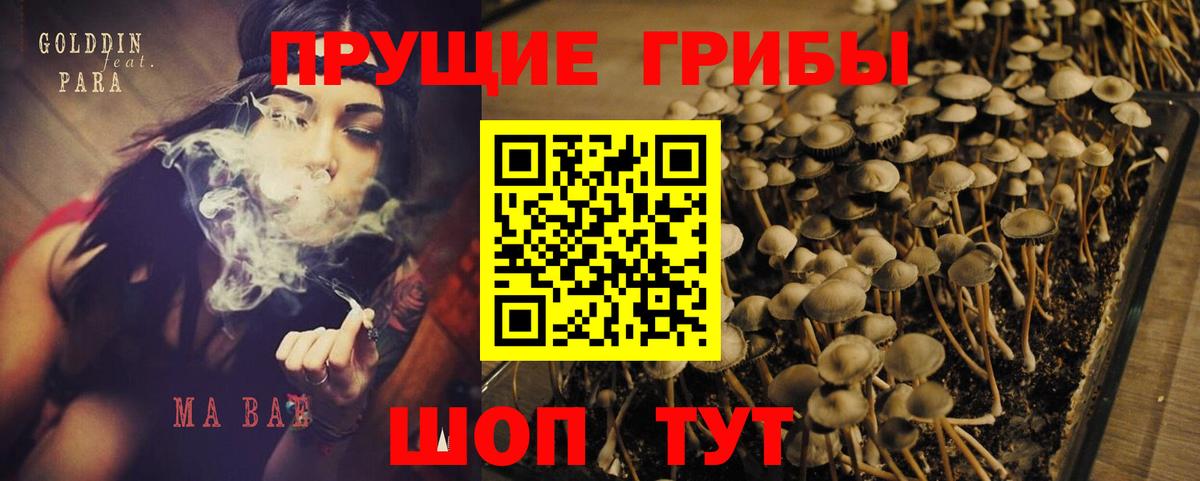 Псилоцибиновые грибы Psilocybine cubensis Зеленодольск